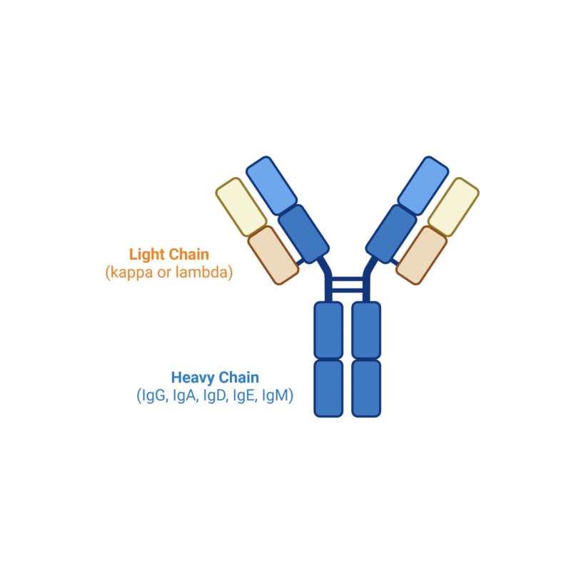 Structure of an M-spike antibody protein.